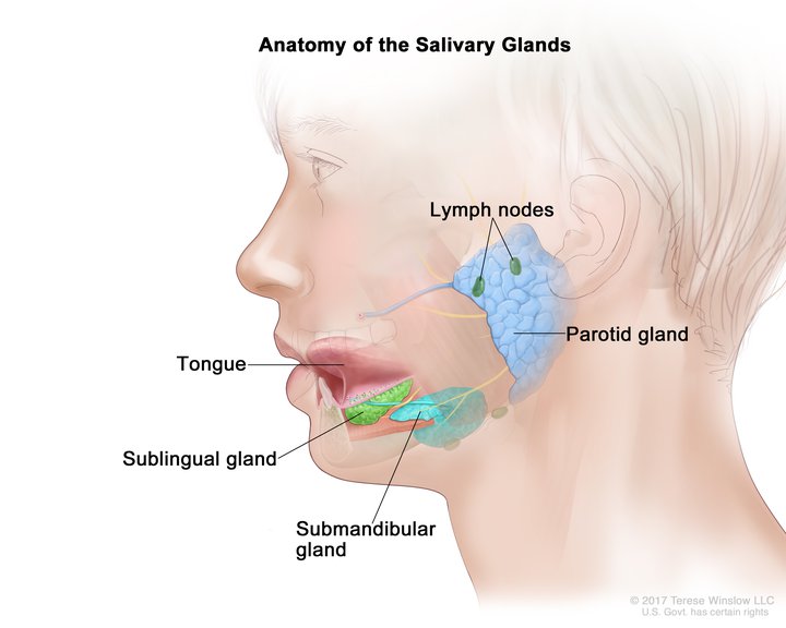 What is the role of Saliva in the Digestion of Food? CBSE Class Notes