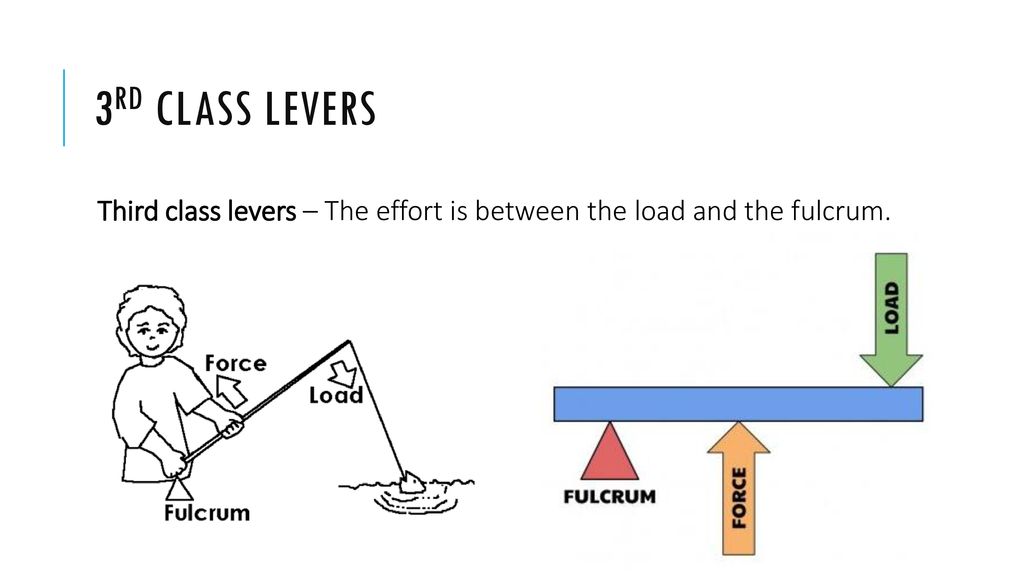 Types of Lever Class 5 CBSE Class Notes Online Classnotes123
