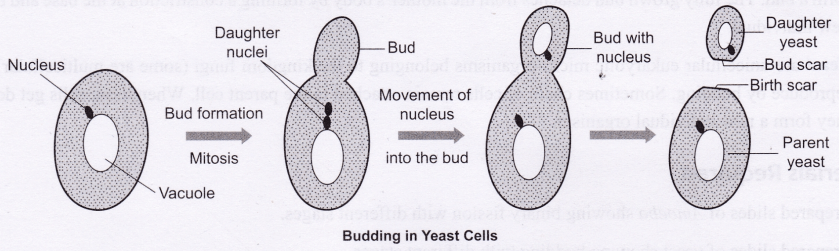 Budding - Class 10 - CBSE Class Notes Online - Classnotes123
