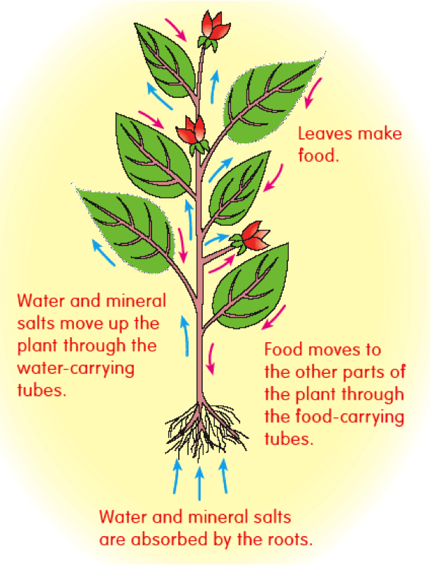 Transportation in Plants Class 10 CBSE Class Notes Online Classnotes123