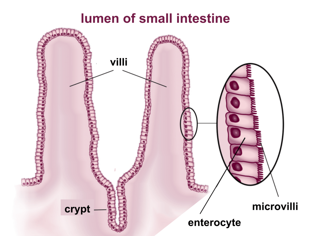 How is the Small Intestine designed to absorb Digested Food ? CBSE