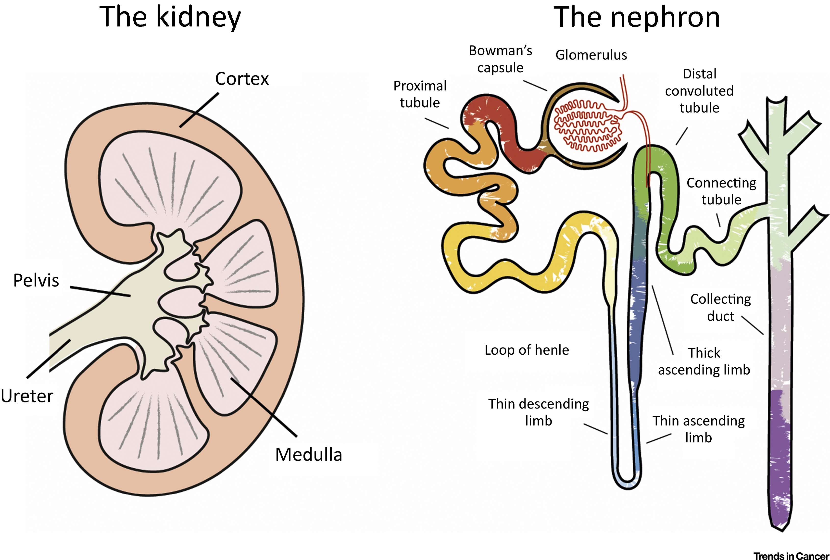 Describe the Structure and Functioning of Nephrons CBSE Class Notes
