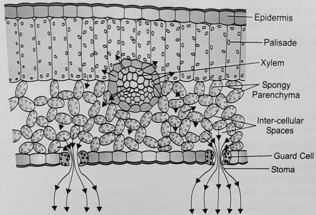 Stomatal Transpiration CBSE Class Notes Online Classnotes123