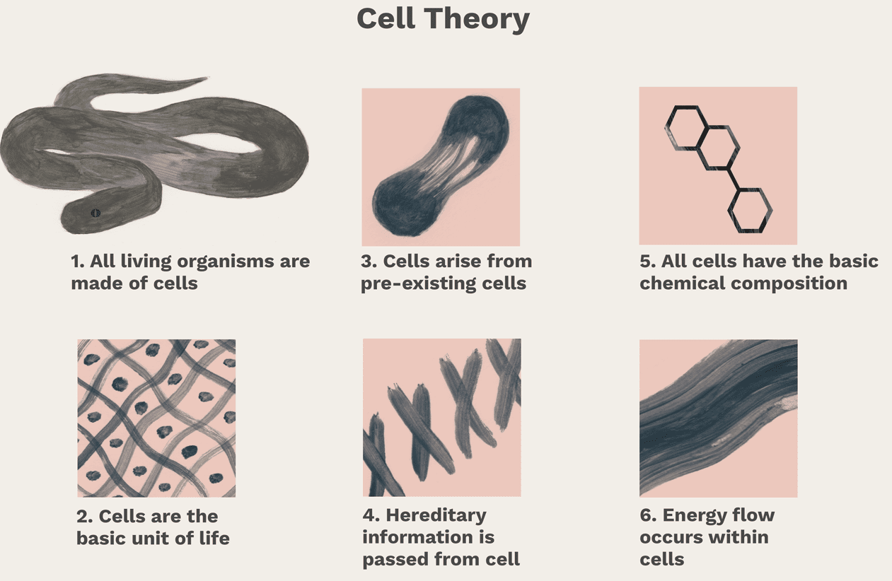 Cell Theory Definition , History, Principles, Scientists CBSE Class