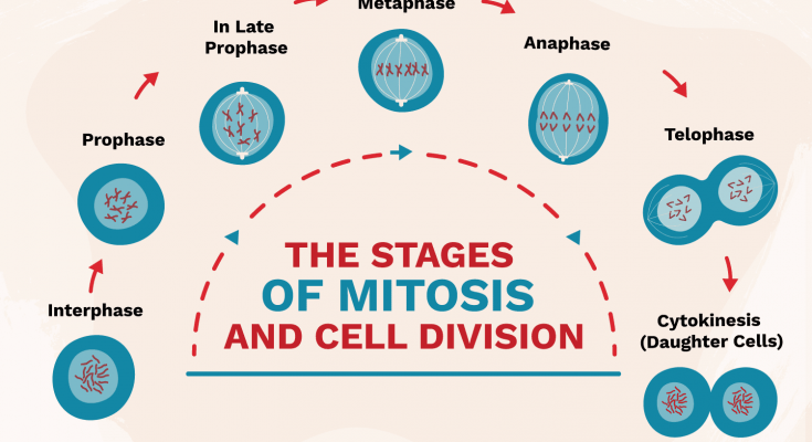 Mitosis Explained with Diagram - CBSE Class Notes Online - Classnotes123