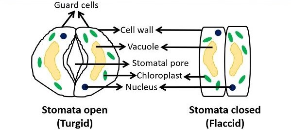 Guard Cell Organelles