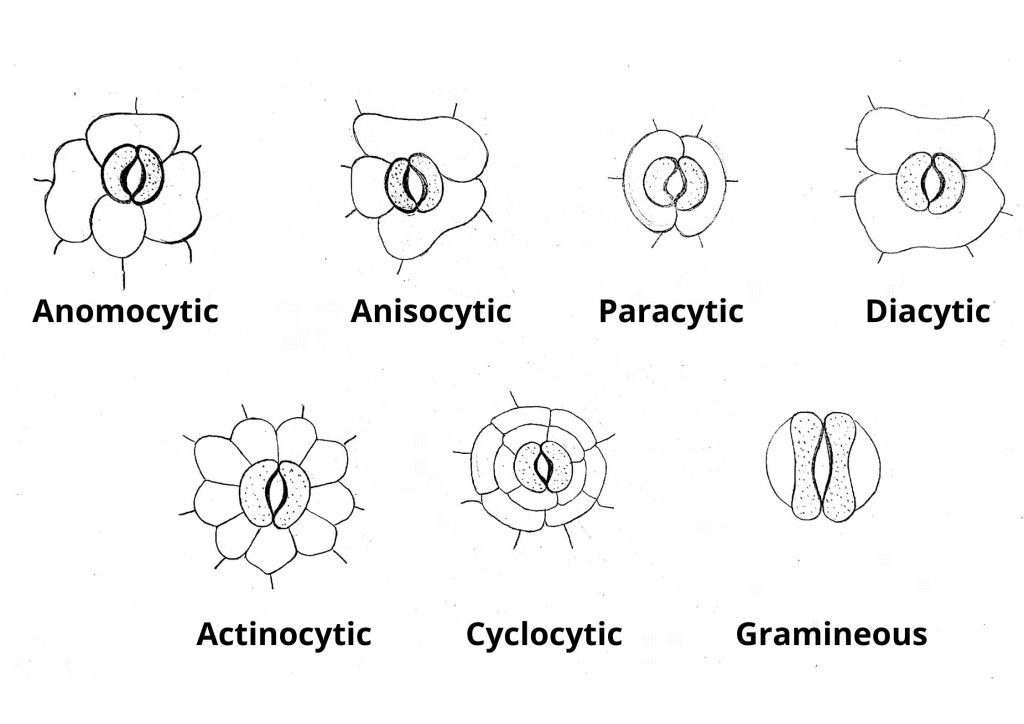 Stomata - Definition, Structure, Functions , Location , Diagram and
