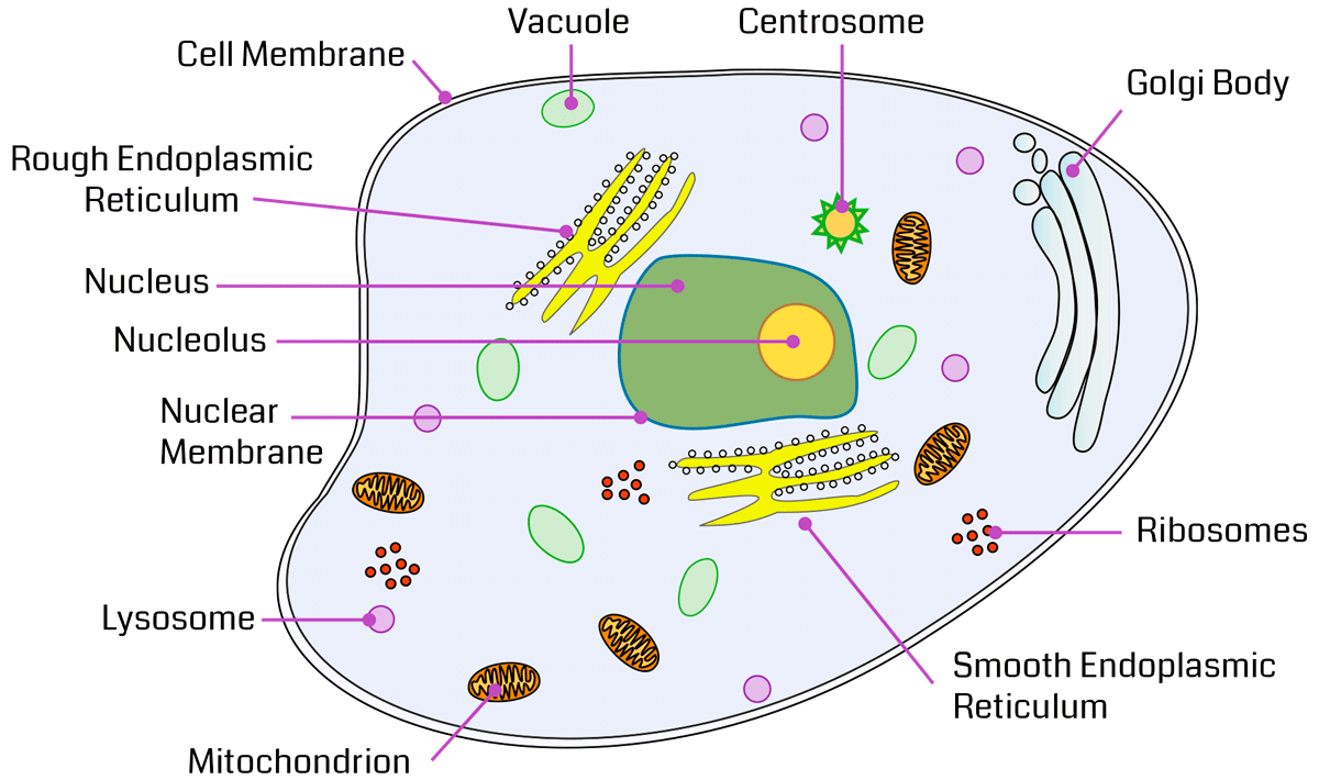Cell Organelles The Complete Guide CBSE Class Notes Online