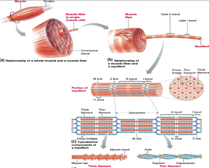 Striated Muscles Definition , Structure, Types , Functions CBSE