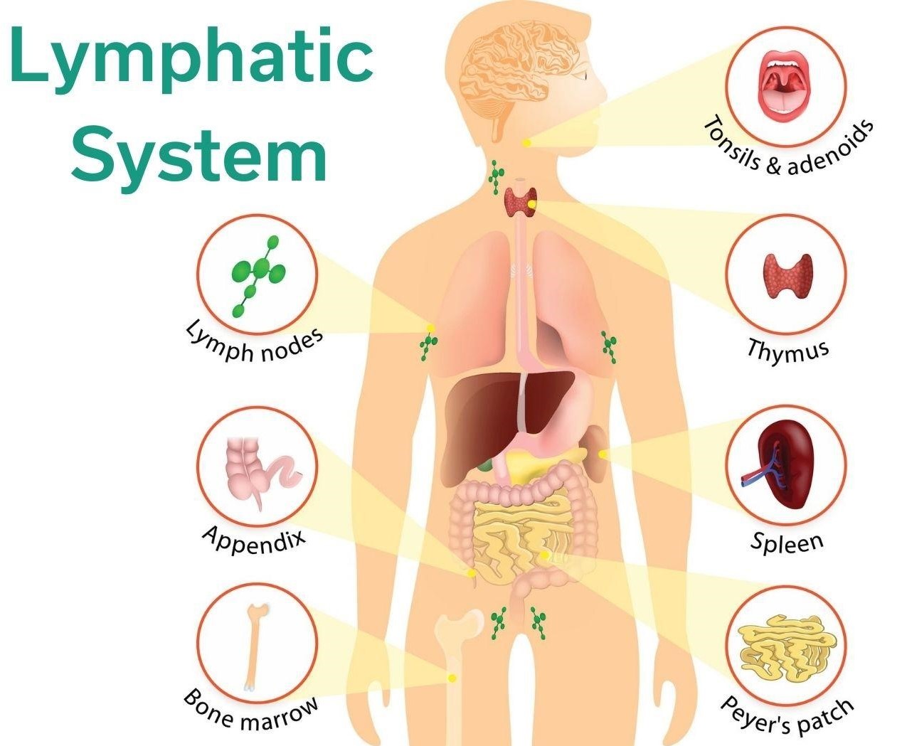 9 Important function of Lymphatic System CBSE Class Notes Online