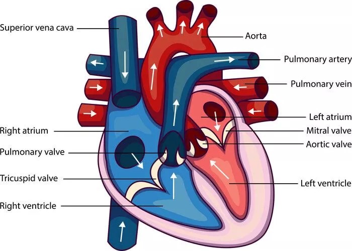 Types of Veins and their Functions - CBSE Class Notes Online