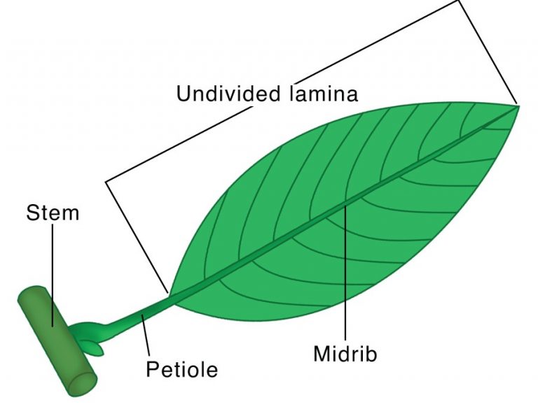 Parts of Leaf Structure, Types How Leaves Work , Function and Diagram