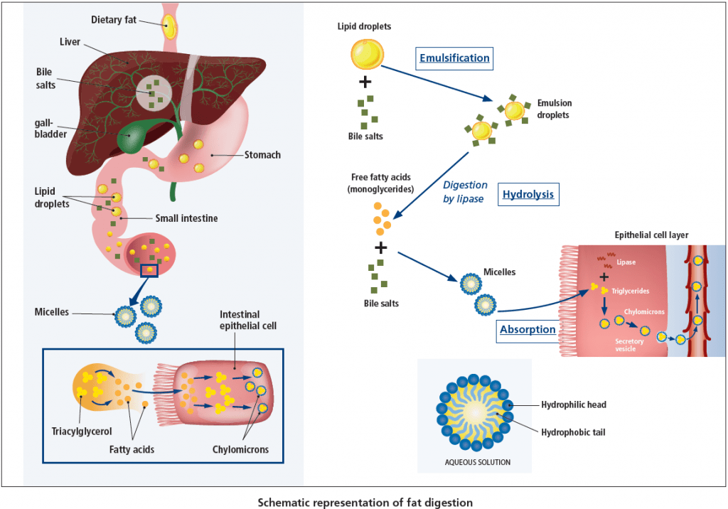 Emulsification of Fats CBSE Class Notes Online Classnotes123