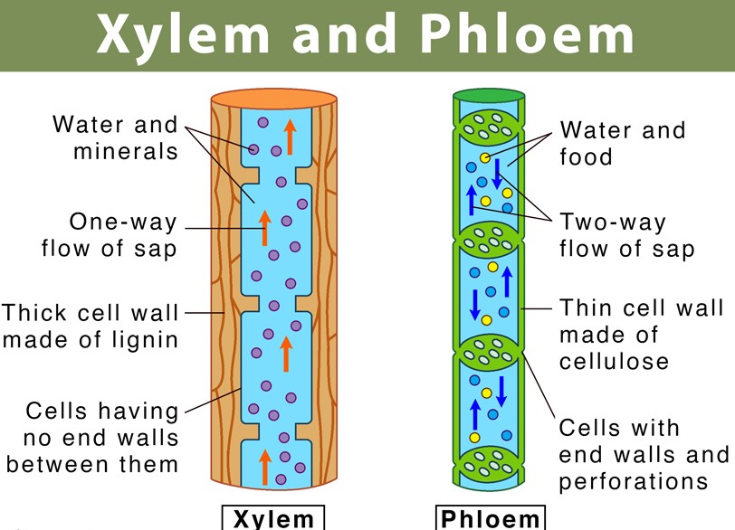 15 Difference between Xylem and Phloem CBSE Class Notes Online