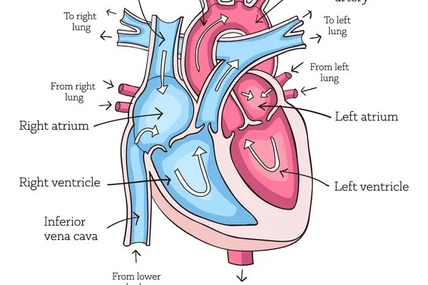 The Human Heart- A Guide for Middle School Students - CBSE Class Notes