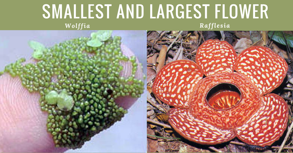 Angiosperms Characteristics, Classification, and Reproductive Biology CBSE Class Notes Online