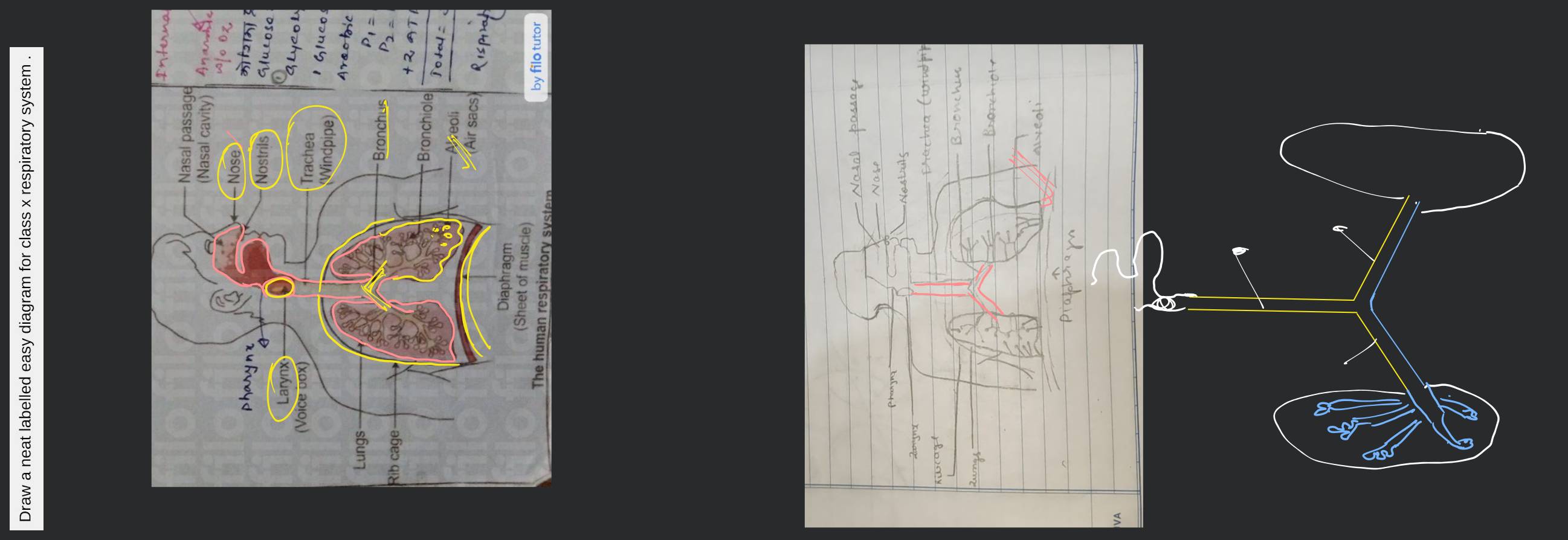 Draw a labelled diagram of the human respiratory system. | Filo