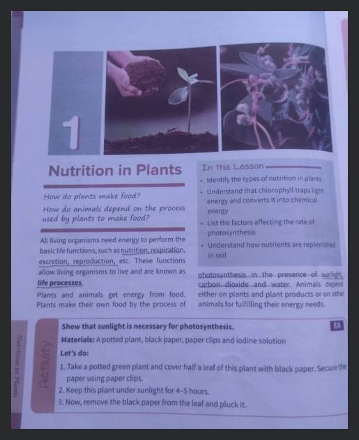 Nutrition in PlantsHow do plants make food?How do animals depend on the..