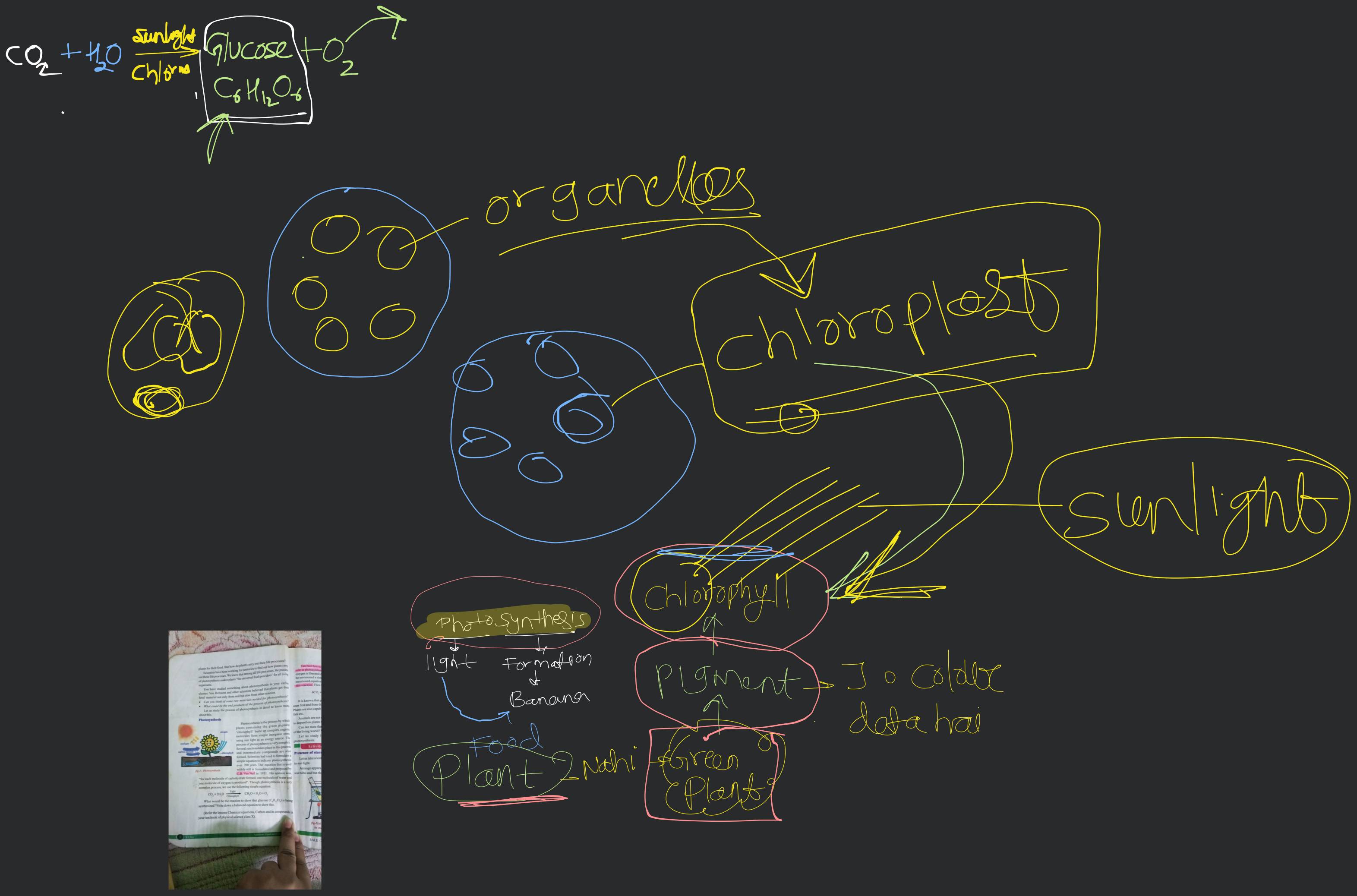 plants for their food. But how do plants carry out their life processes?..