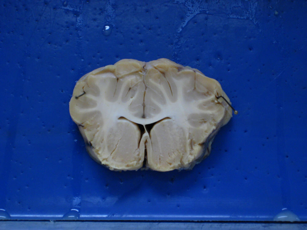 Dissection Description BNS Lab 2009 AS