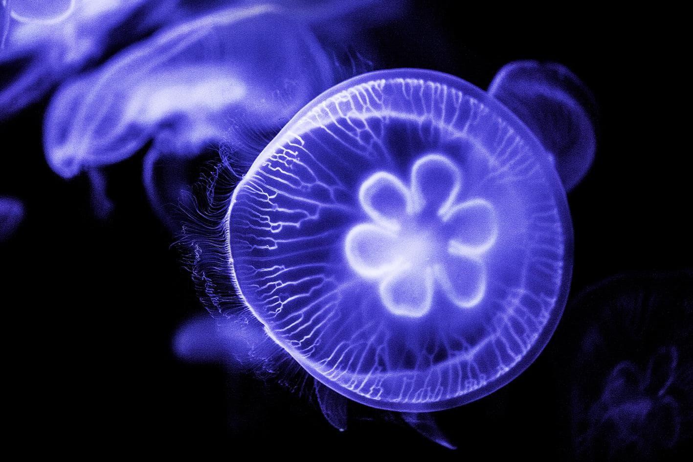 Tempered Glass W/Foil Jelly Blue Classy Art