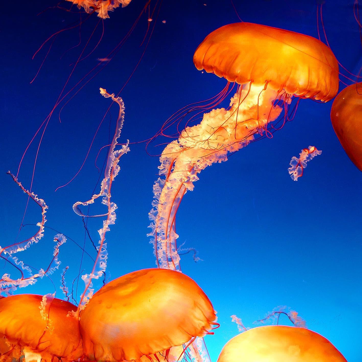 Tempered Glass Classy Art