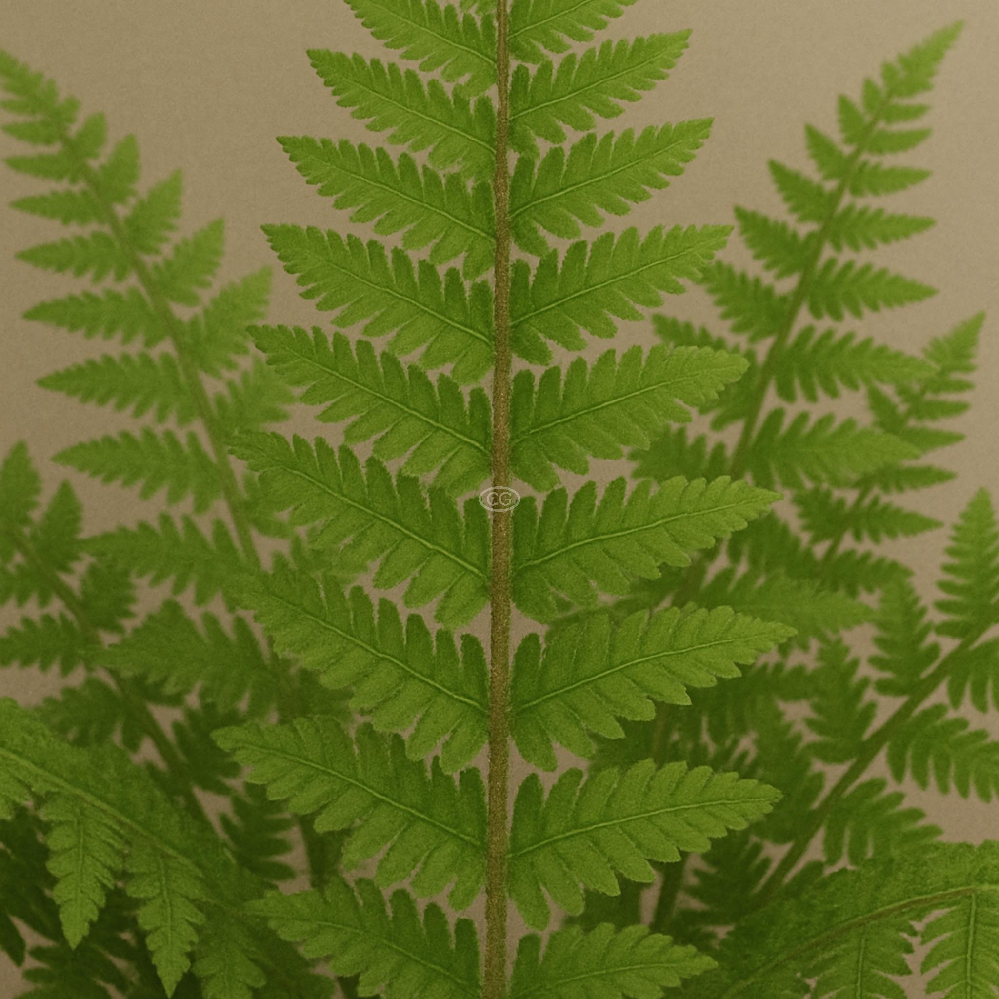 Ostrich Fern {10 Bare Root plants}