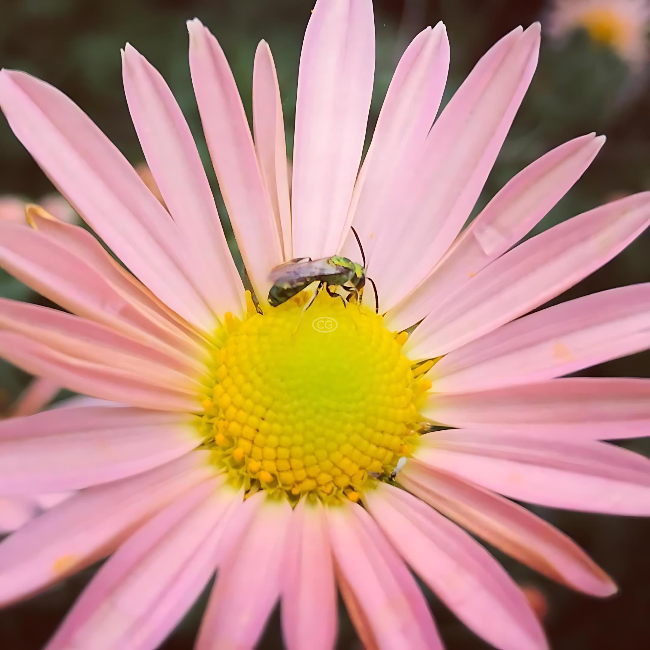 Pink Daisy Mum {25 Pots 3 1/2 in.}