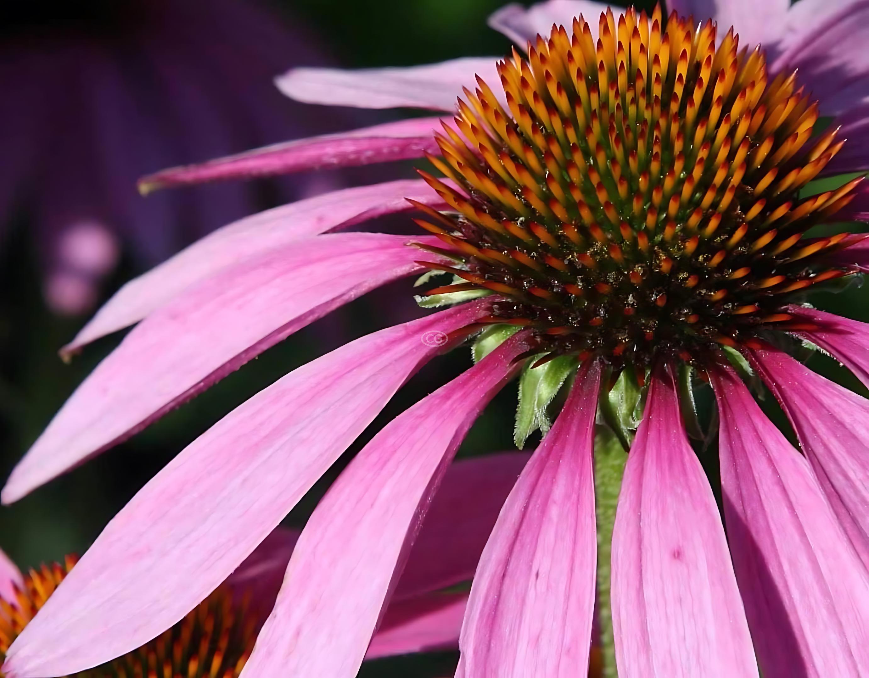 Purple Cone Flower {25 Pots 3 1/2 in.}