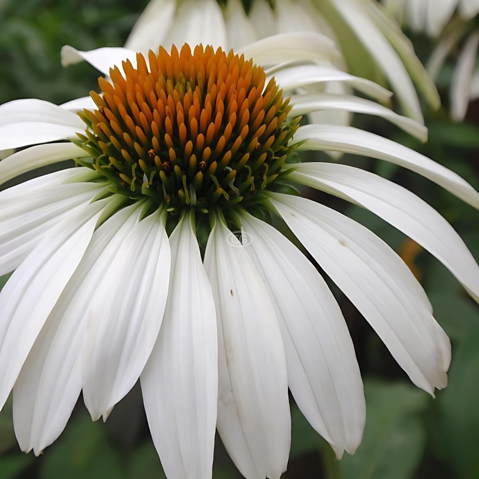 White Cone Flower {25 Pots 3 1/2 in.}