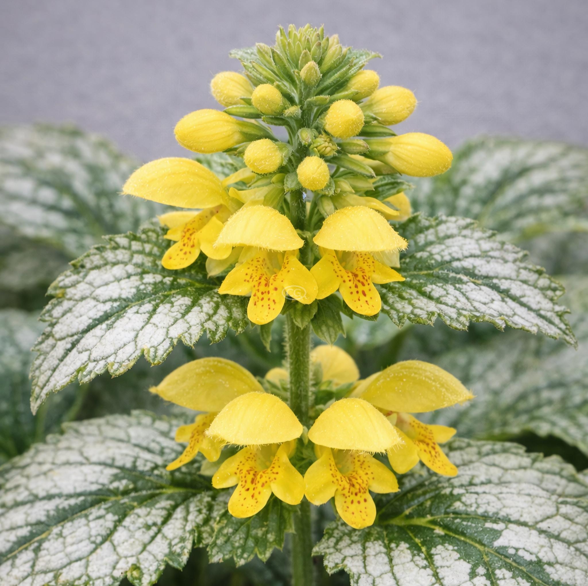 Yellow Archangel Plant Yellow Archangel Ground Cover