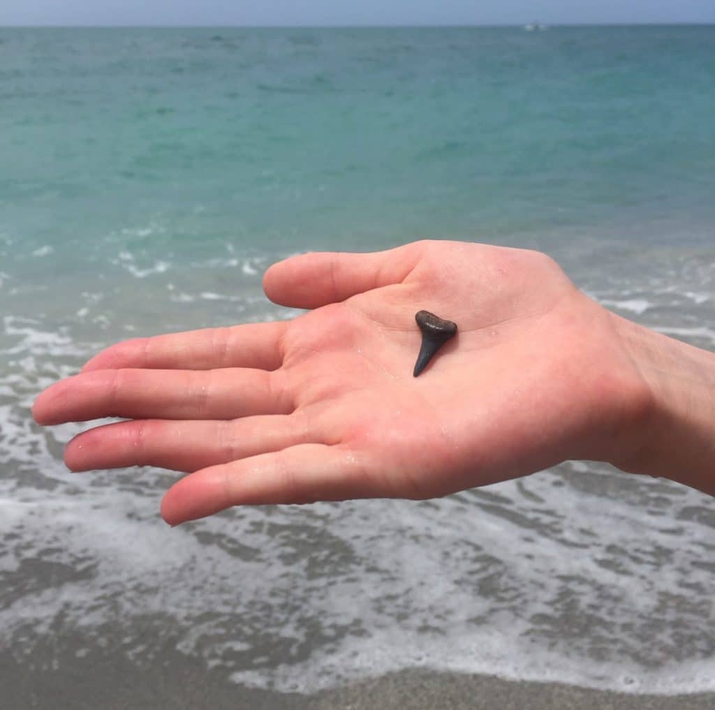 Tips for Shark Teeth Hunting on Venice Beach LoveFL Classy Mommy