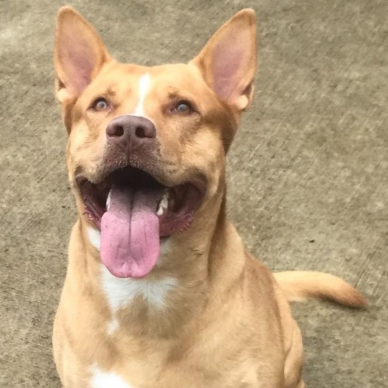 Osceola County Animal Control Osceola County Animal Services in St