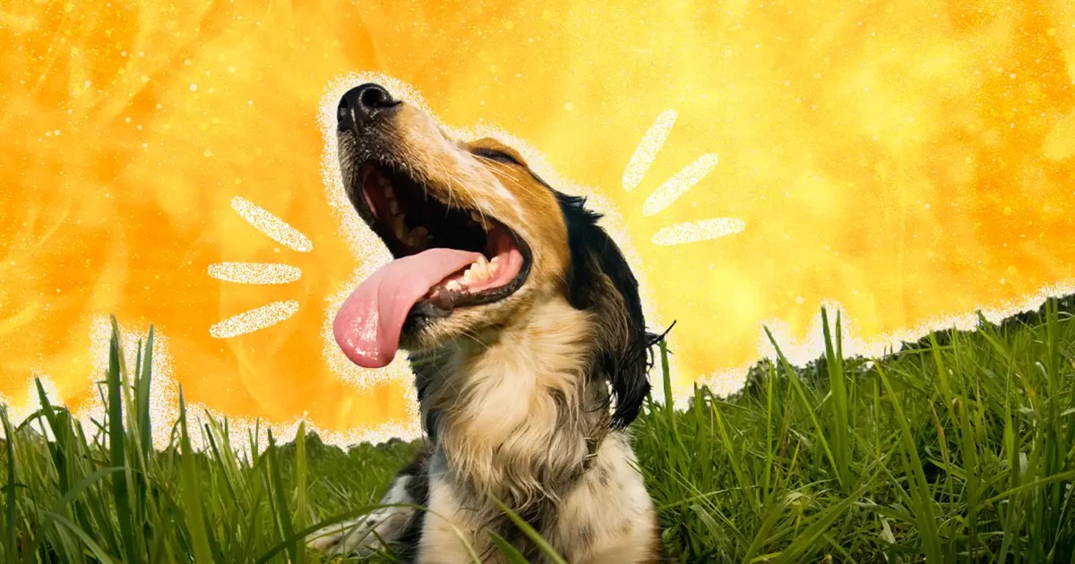 Summer Safety for Dogs Understanding Heat Exhaustion and Prevention