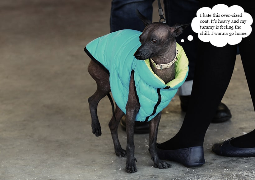 Choosing the Right Winter Clothing for Dogs