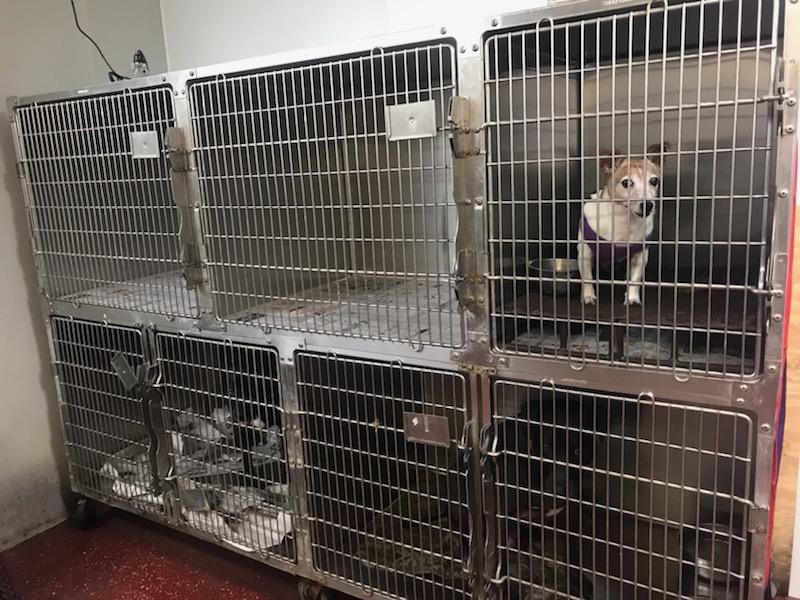 Claxton Veterinary Clinic Call us today at (912)7391076