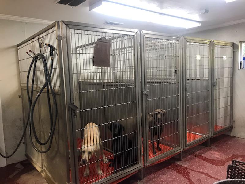 Clinic Tour Claxton Veterinary Clinic