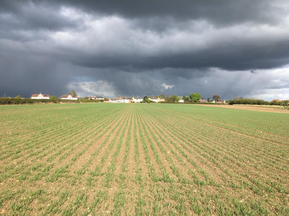 CLAYDON FARM 2017 Claydon Drill Seed