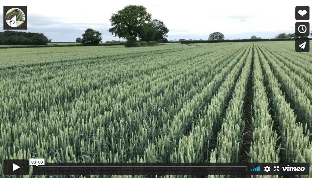Claydon Farm Winter Wheat June 2020 Claydon Drill Seed