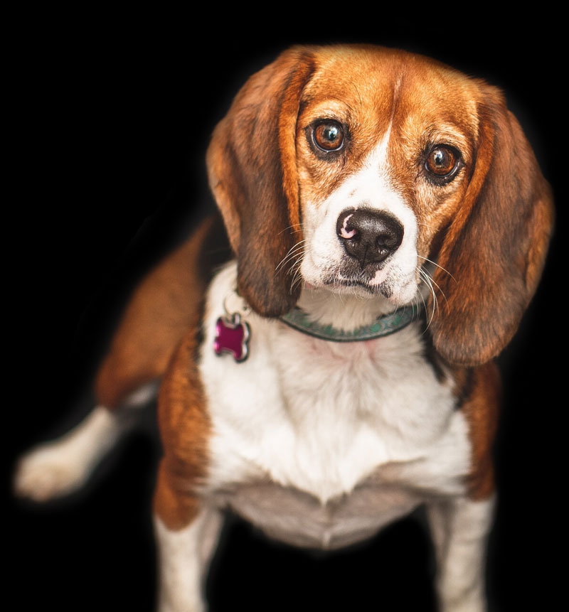 Front Page Clays Mill Veterinary Clinic