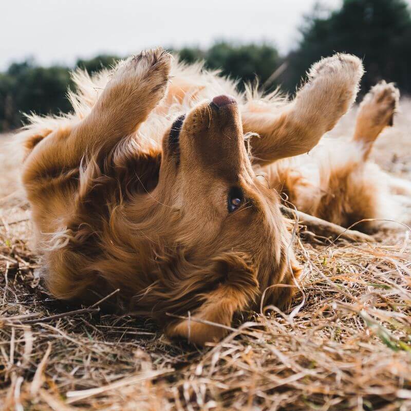 Clayton, OH 45315 Vet Services Clayton Animal Hospital