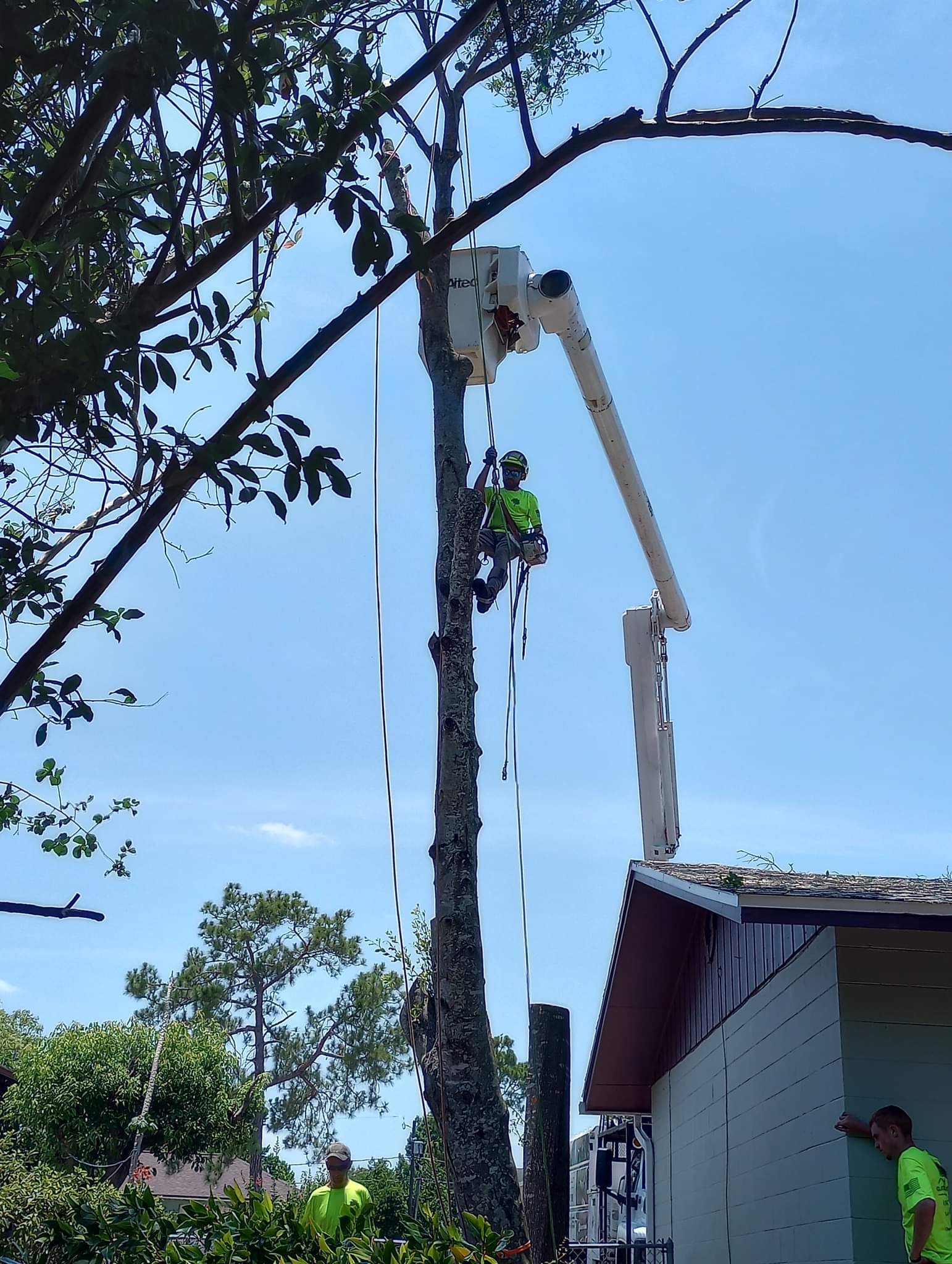 Projects Clayton's Quality Tree Service LLC