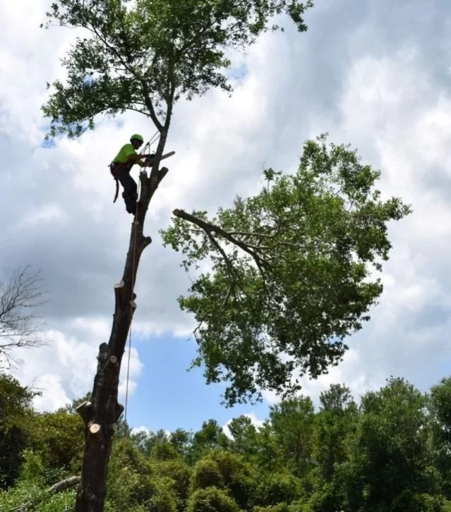 Tree Removal Services Volusia County Clayton’s Quality Tree Service LLC