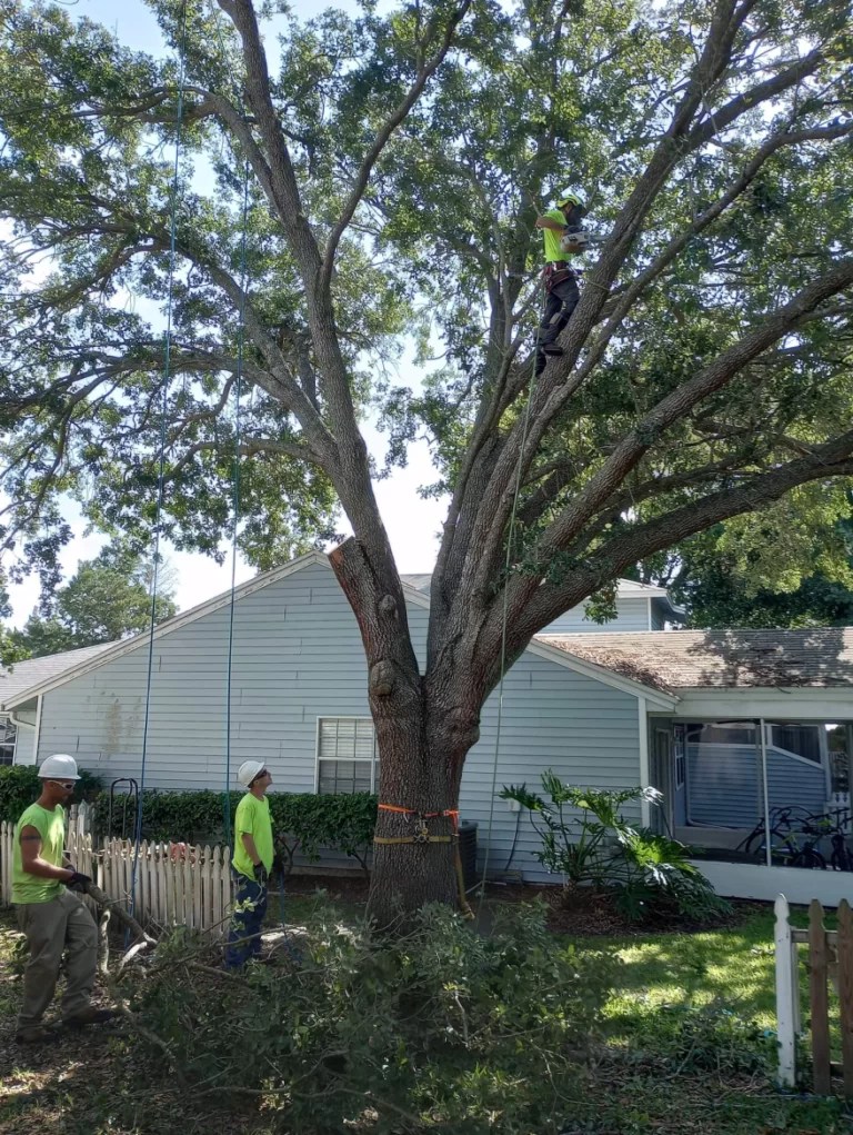The Art of Tree Pruning in the Tropics 5 Things You Need To Know