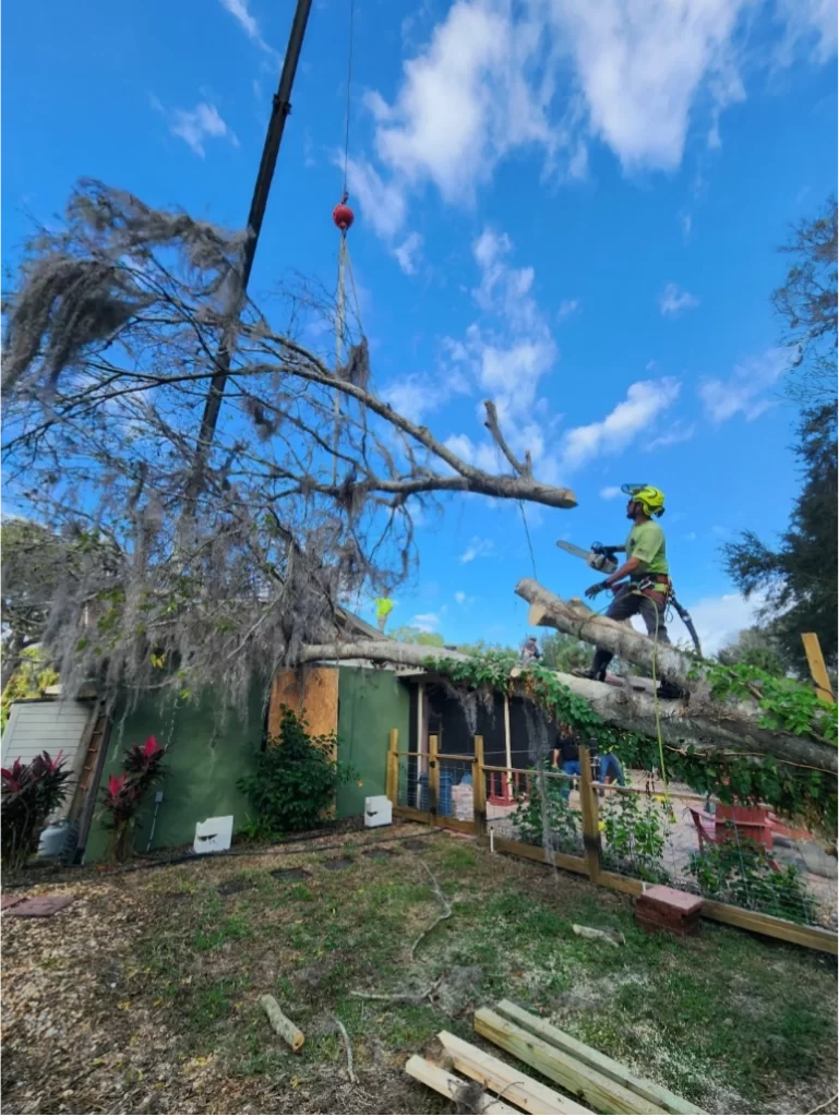 Understanding Tree Emergencies How to Respond and Take Action