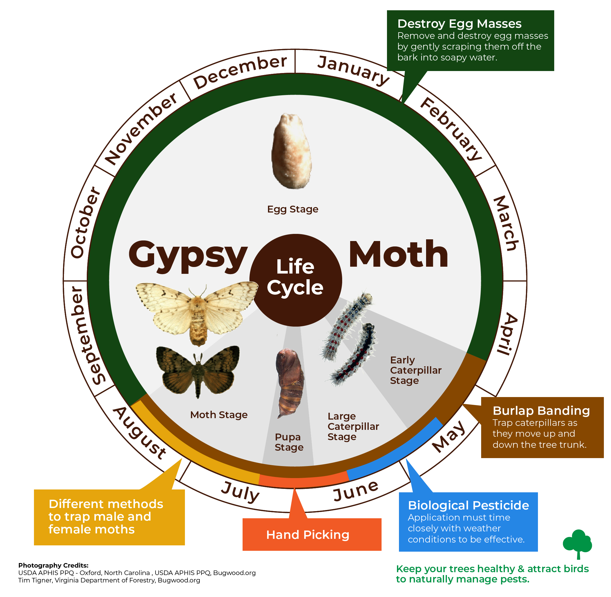 Gypsy Moth Treatments CLC Tree Services