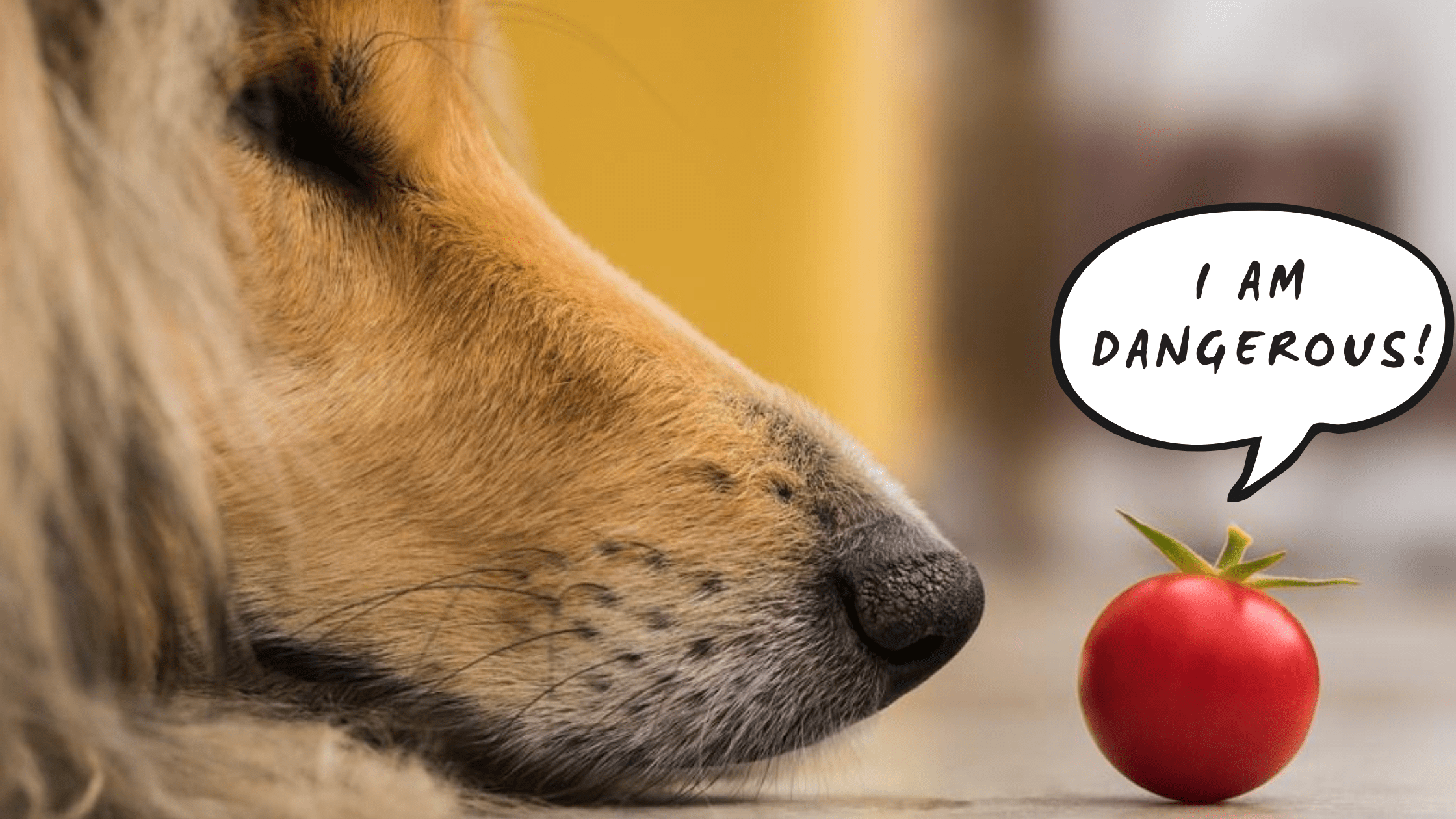 Der Hund und Gemüse was du darüber wissen solltest!