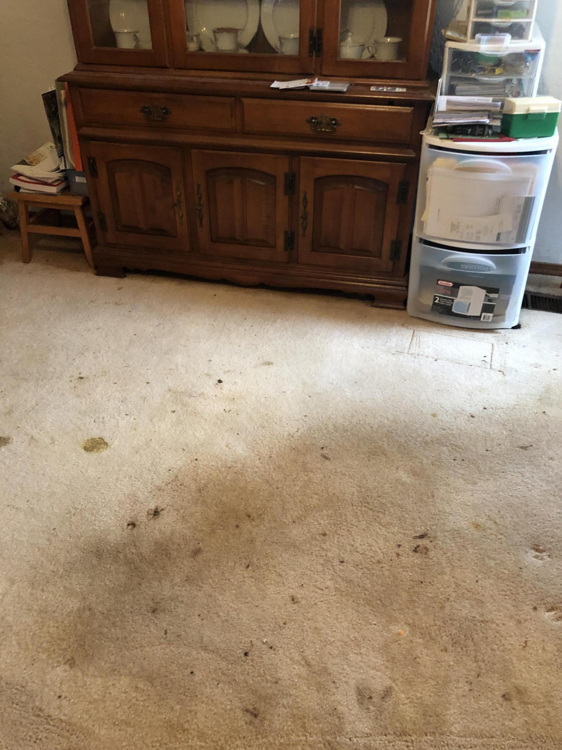 Why You’ll Find Prescott, AZ Steam Cleaning Helps Carpets