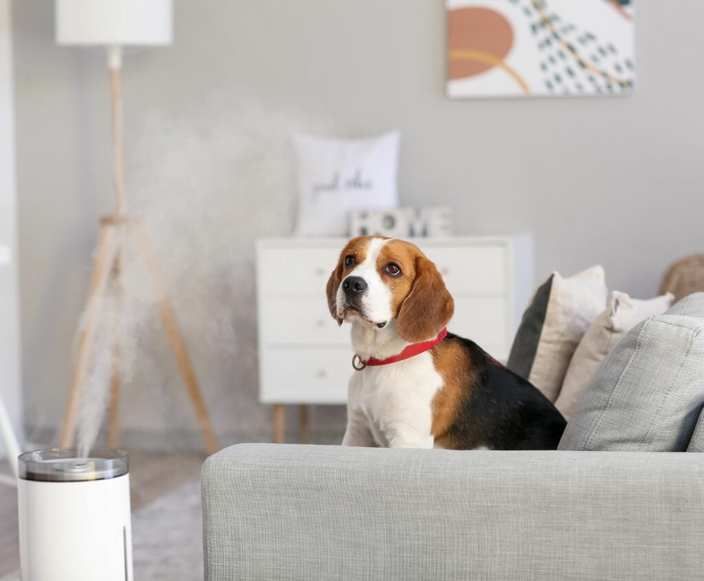 Are Humidifiers Safe For Dogs and Other Pets?