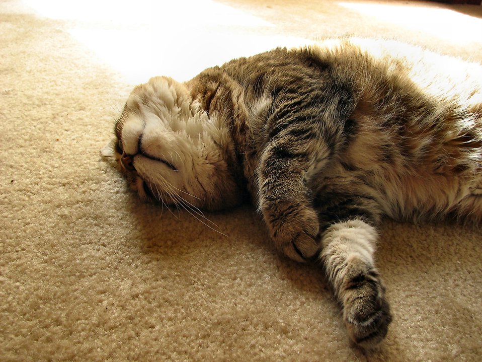 Shaw Carpet Care IVLee Carpet and Upholstery Cleaners